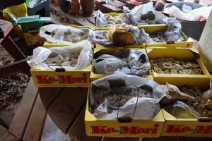 lot 887 image: Shell assortment