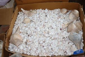 lot 885 image: Shell assortment