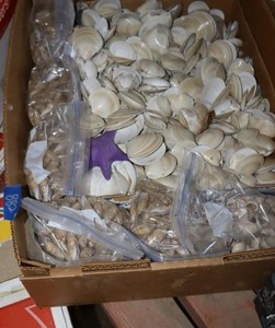 lot 882 image: Shell assortment