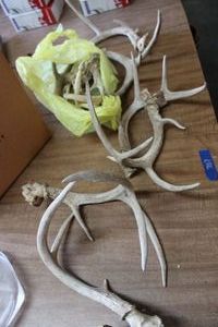 lot 707 image: Antlers