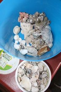 lot 810 image: Mixed shells