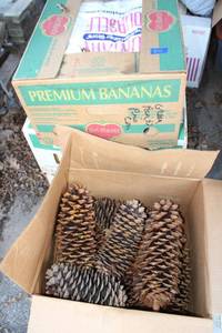 lot 870 image: Pine cones as shown