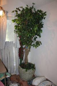 lot 76 image: 10 Ficus tree artificial