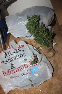 lot 124 image: Mini Christmas trees about 20 tall, approx. 10 trees