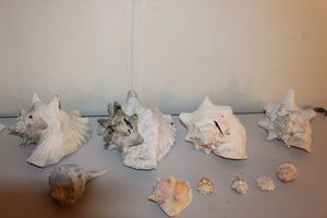 lot 205 image: Large and small sea shells