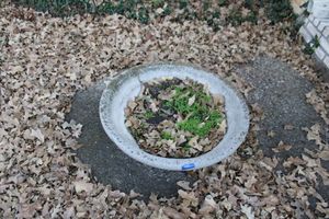 lot 586 image: Pair of cement bowl planters (very heavy bring help)