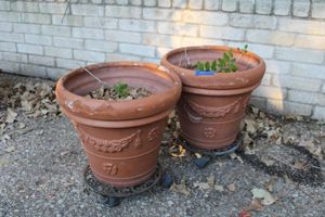 lot 601 image: Pair of terra cotta planters