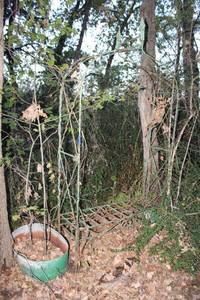 lot 632 image: Green garden arbor and planter (bring garden tools to clear)