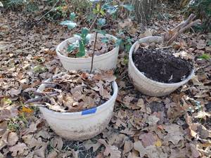 lot 682 image: Planters - 3 total