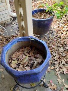 lot 608 image: Pair of blue glazed planters with bases