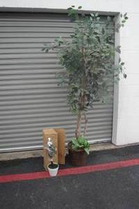 lot 118 image: Artificial Ficus Tree and Plastic Flower in Box