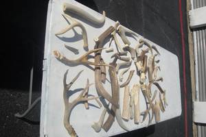lot 140 image: Large Mixed Lot of Antlers, Various Shapes, Sizes and Condition
