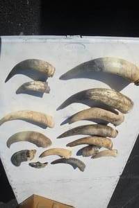 lot 141 image: Mixed Lot of Cow Horns, Various Shapes, Sizes and Condition.