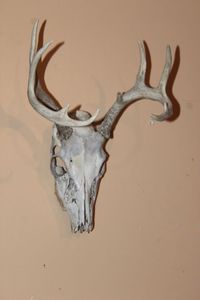 lot 164 image: Deer Skull and Antlers