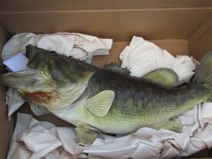 lot 24 image: MOUNTED BASS with paperwork