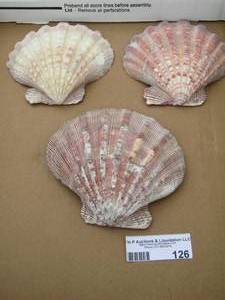 lot 126 image: sea shells  clam shells
