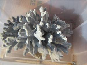 lot 162 image: CORAL