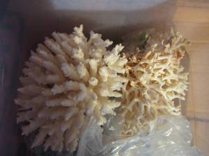 lot 164 image: coral qty 2 pieces