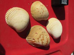 lot 165 image: qty 4 sea shells