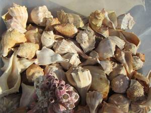lot 227 image: large lot of seashells