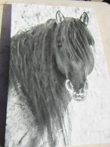lot 254 image: Black and White HORSE  ART  2416  BY D. DUNNING 22