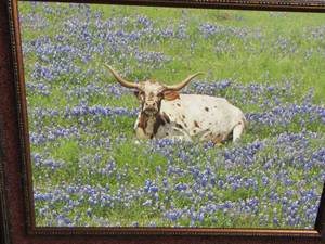 lot 259 image: LONGHORN LAYING IN BLUE BONNETS   FRAMED  39 X48 $$$