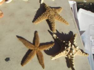 lot 288 image: star fish qty 3