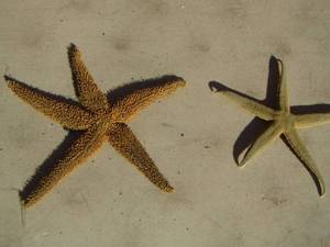 lot 289 image: 2 star fish