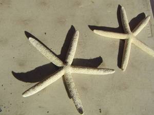 lot 290 image: 2 white star fish