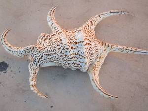 lot 292 image: harpago spider conch shell, lambis chiragra (good luck)