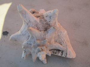 lot 293 image: sea shell