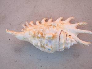 lot 294 image: lambis millipede sea shell