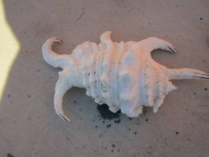 lot 295 image: spider conch