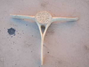 lot 296 image: whale vertebra