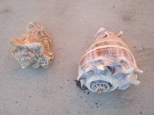 lot 297 image: seashells