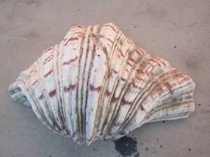 lot 298 image: seashell