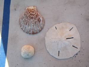 lot 299 image: sand dollar - seashell