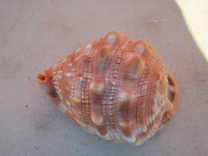 lot 300 image: brown sea shell