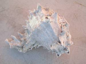 lot 301 image: white coral type seashell