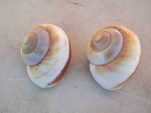 lot 302 image: sea shell