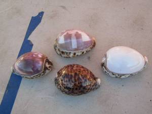 lot 303 image: qty 4 sea shell