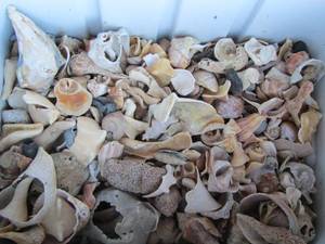 lot 320 image: ICE CHEST FULL OF SEASHELLS