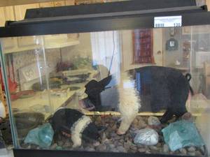 lot 130 image: Pig farm with pigs , real pig skin qty 2 in tank