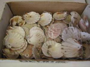 lot 140 image: small box of shells