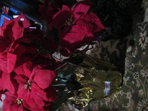 lot 213 image: poinsettias qty 2
