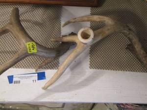 lot 11 image: Buck horn made into a smoking pipe