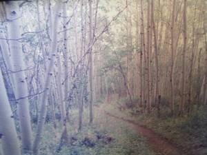 lot 595 image: framed forest art