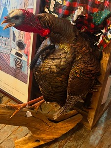 lot 1 image: TURKEY MOUNTED  ON A LARGE BRANCH