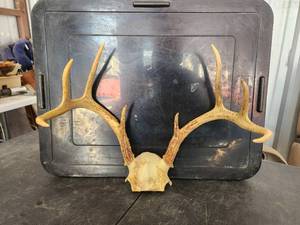 lot 173 image: 8-point deer antler mount