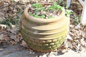 lot 17 image: Terracota Pot with Plants